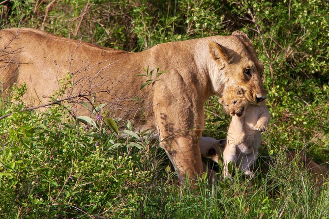 6 Days Lodge & Tented Camp Luxury - The Serengeti Trail & Tarangire - Booking Information