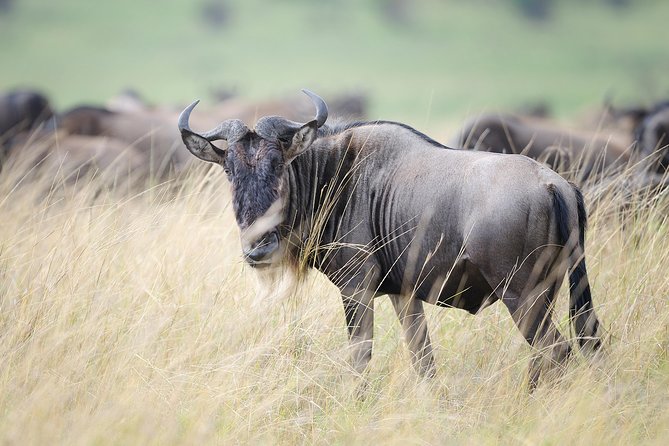 6 Days Luxury Safari Ngorongoro, Manyara and Serengeti - Accommodation and Meals Included