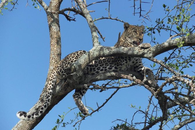 6 Days Luxury Safari Ngorongoro, Manyara and Serengeti - Transportation and Pickup Details