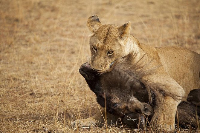 6 Days Luxury Safari Ngorongoro, Manyara and Serengeti - Cancellation Policy and Refunds