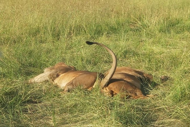 6 Days Maasai Mara - Lake Nakuru -Amboseli Group Safari - Pickup and Schedule
