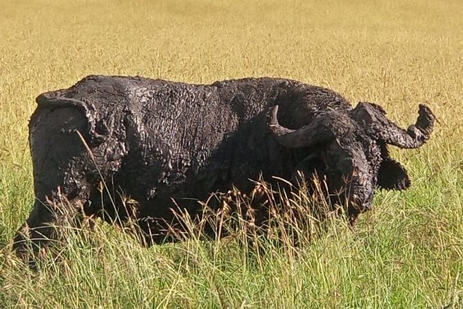 6 Days Maasai Mara - Lake Nakuru -Amboseli Group Safari - What to Expect