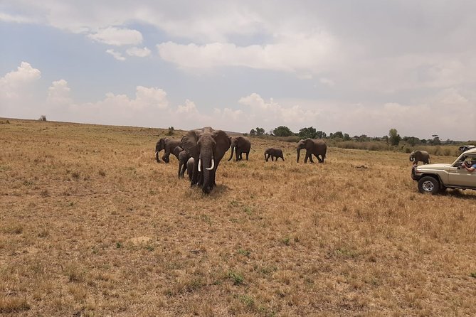 6 Days Maasai Mara - Lake Nakuru -Amboseli Group Safari - Meals and Activities