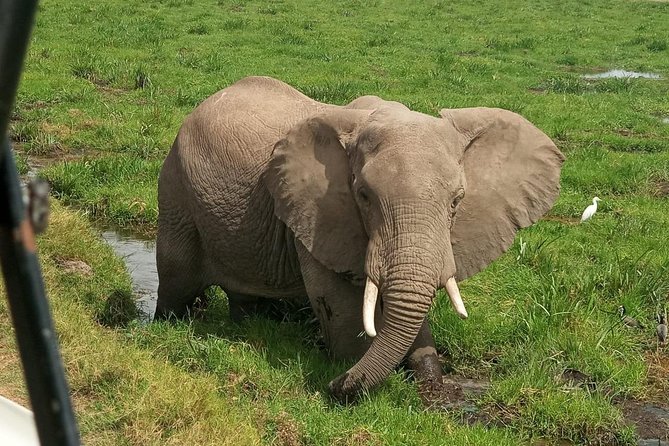 6 Days Maasai Mara - Nakuru - Amboseli Budget Group Safari. - Transportation Details