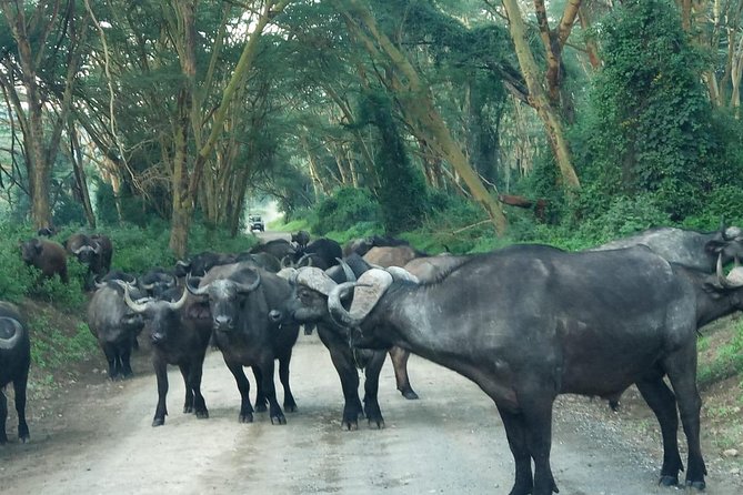 6 Days Maasai Mara - Nakuru - Amboseli Budget Group Safari. - Group Size and Operator Information