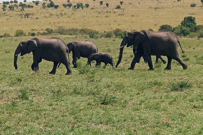 6 Days Maasai Mara - Nakuru - Amboseli Budget Group Safari. - Booking and Cancellation Policies