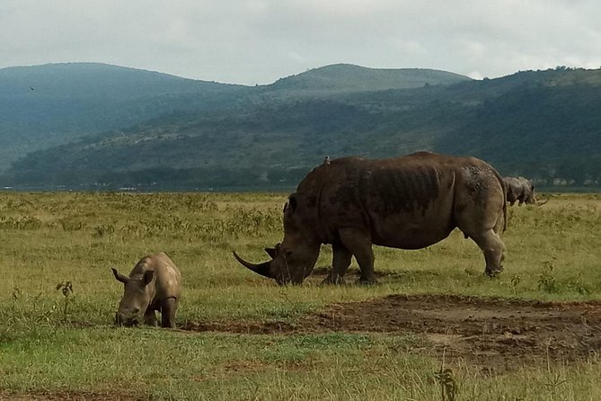 6 Days Maasai Mara - Nakuru - Amboseli Budget Group Safari. - The Sum Up