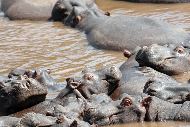 6 Days Maasai Mara/Nakuru/Amboseli Group Safari - Cancellation Policy