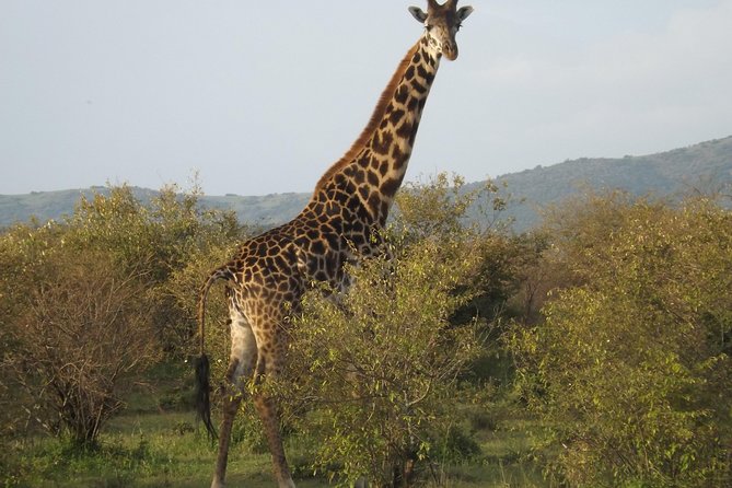6 Days Masai Mara-Lake Nakuru & Amboseli Budget Safari - Booking, Pricing, and Reviews