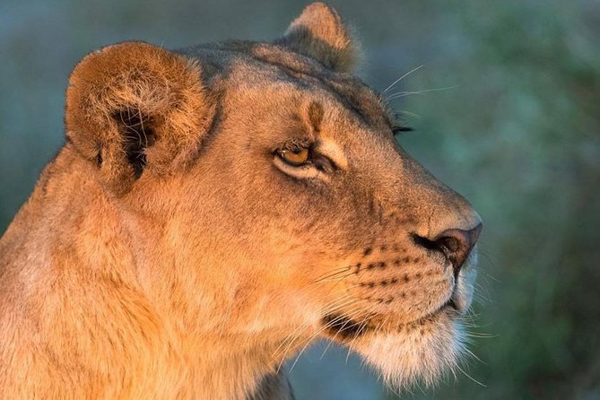 6 Days Masai Mara, Lake Nakuru & Amboseli Ultimate Kenyan Safari - Masai Mara National Reserve