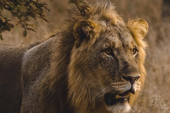 6 Days Masai Mara, Lake Nakuru & Amboseli Ultimate Kenyan Safari - Amboseli National Park