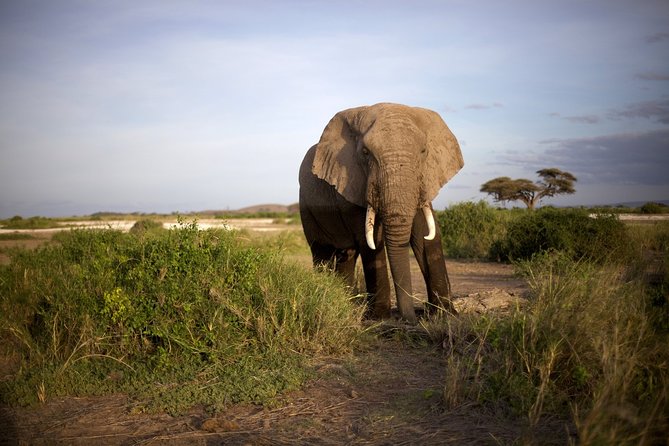 6 Days Masai Mara, Lake Nakuru & Amboseli Ultimate Kenyan Safari - Accommodation and Meals