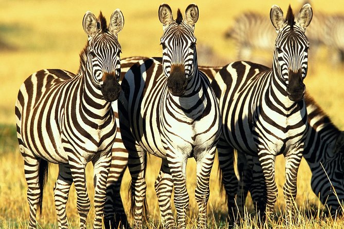 6 Days Masai Mara, Lake Nakuru & Amboseli Ultimate Kenyan Safari - Frequently Asked Questions