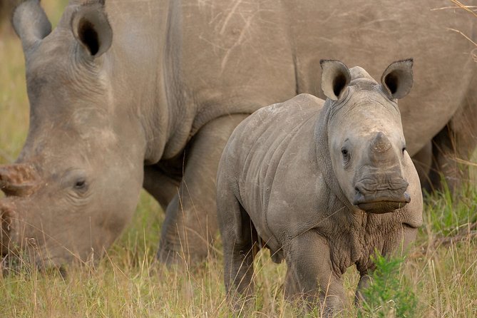 6 Days Masai Mara, Lake Nakuru & Amboseli Ultimate Kenyan Safari - The Sum Up