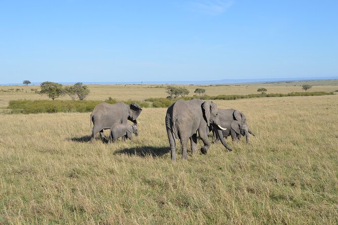 6-Days Masai Mara, Lake Nakuru and Amboseli Safari on Landcruiser - Transportation Logistics