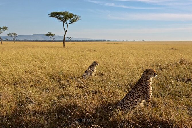 6-Days Masai Mara, Lake Nakuru and Amboseli Safari on Landcruiser - Booking and Pricing Information