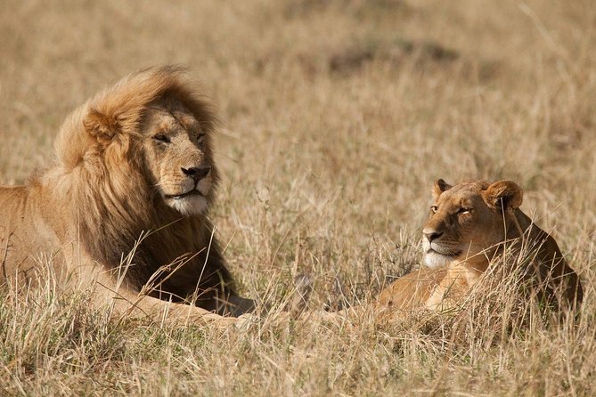 6 Days Masai Mara-Nakuru-Amboseli - Lodge Safari-Private 4X4 JEEP - Cultural Experiences