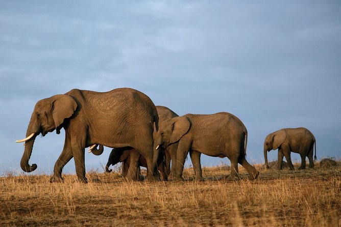 6 Days Masai Mara-Nakuru-Amboseli - Lodge Safari-Private 4X4 JEEP - Reviews and Testimonials
