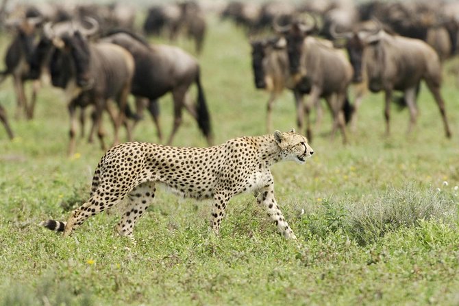 6 Days Masai Mara-Nakuru-Amboseli - Lodge Safari-Private 4X4 JEEP - The Sum Up