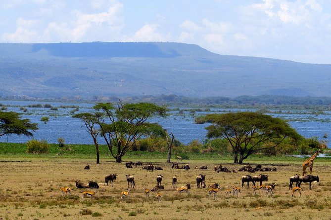 6 Days Masai Mara Wildebeest Migration Safari - Meeting Details