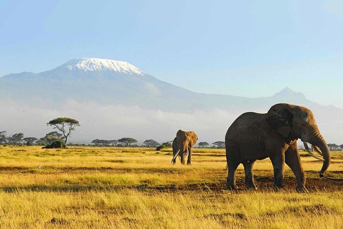 6 Days Masai Mara Wildebeest Migration Safari Holiday - Accommodations and Meals Included