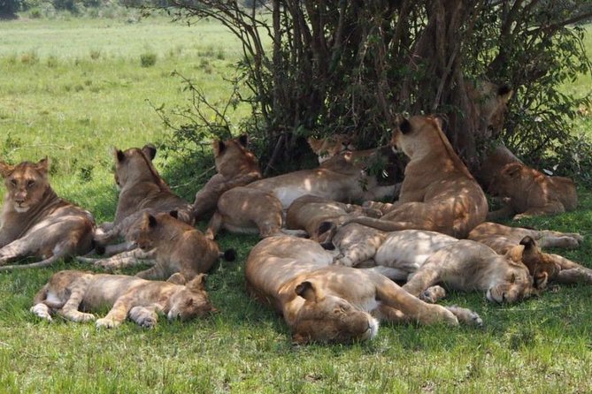 6 Days Masai Mara Wildebeest Migration Safari Holiday - Booking Confirmation and Logistics