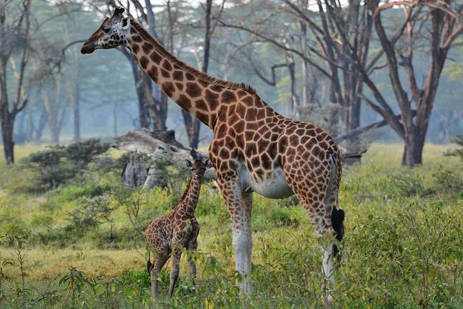 6 Days Masai Mara Wildebeest Migration Safari Holiday - Cancellation Policy and Refunds