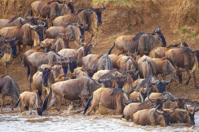 6 Days Masai Mara Wildebeest Migration Safari Holiday - Pricing Options and Availability
