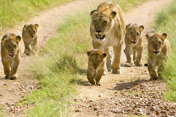 6 Days Mount Kenya, Aberdare, Lake Bogoria, Baringo, Lake Nakuru, Masai Mara - Pickup and Meeting Information