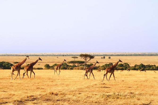 6 Days Mount Kenya, Aberdare, Lake Bogoria, Baringo, Lake Nakuru, Masai Mara - Accessibility and Health Considerations