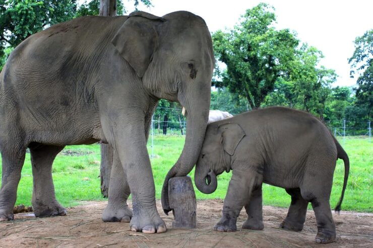 6 Days Nepal Tour With Chitwan National Park - Key Points