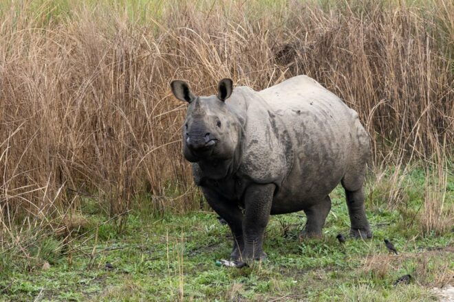 6 Days Nepal Tour With Chitwan National Park - Inclusions and Exclusions