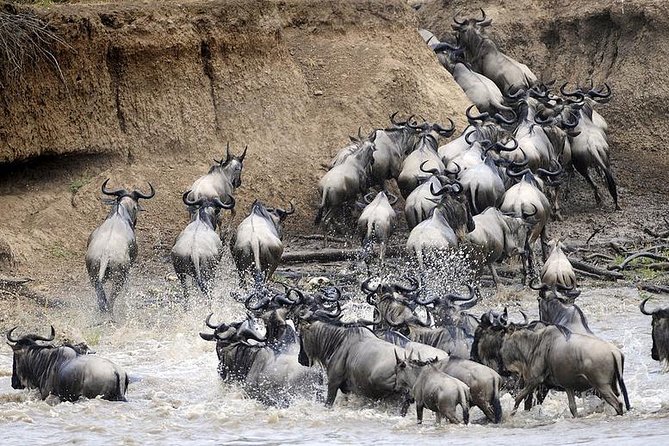 6 Days Private Camping Safari Serengeti, Ngorongoro, Lake Manyara and Tarangire - The Sum Up