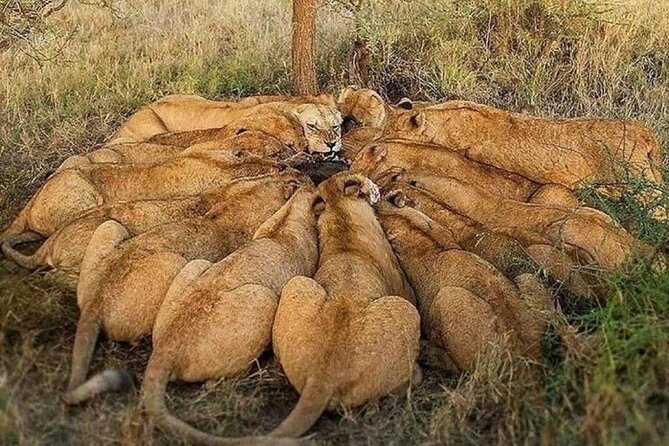 6 Days Private Migration Tour in Kenya - Good To Know