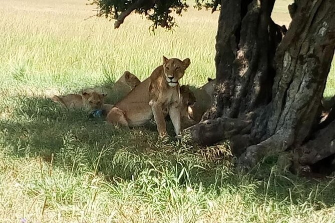 6 Days Private Migration Tour in Kenya - Additional Information