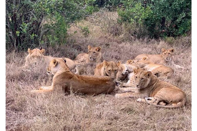 6 Days Private Migration Tour in Kenya - Frequently Asked Questions