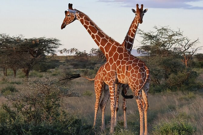 6 Days Private Safari in Nairobi - Inclusions and Exclusions
