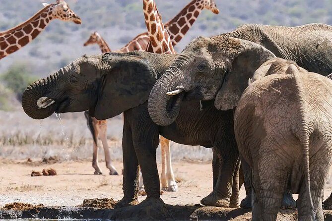 6 Days Private Safari in Nairobi - Confirmation and Additional Details