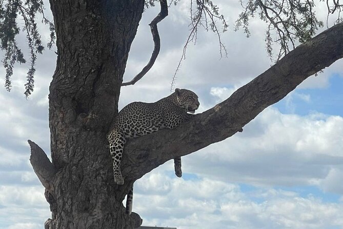 6 Days Private Tanzania Safari Tour - Good To Know