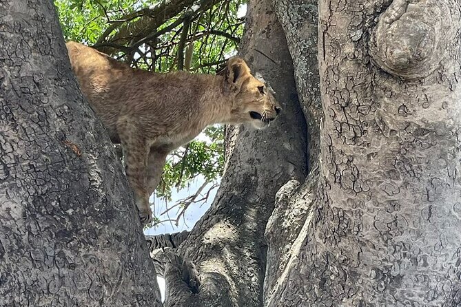 6 Days Private Tanzania Safari Tour - Inclusions and Exclusions