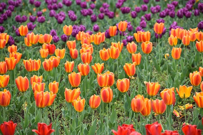 6 Days Private Tour in Kashmir - The Sum Up