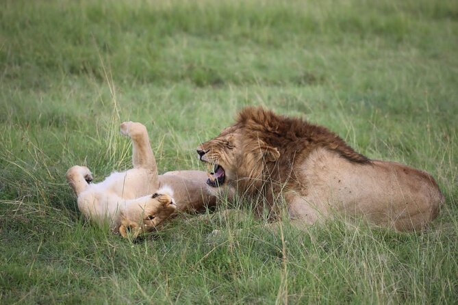 6 Days Private Tour in Mt Kenya Circuit Wild Safari - Good To Know