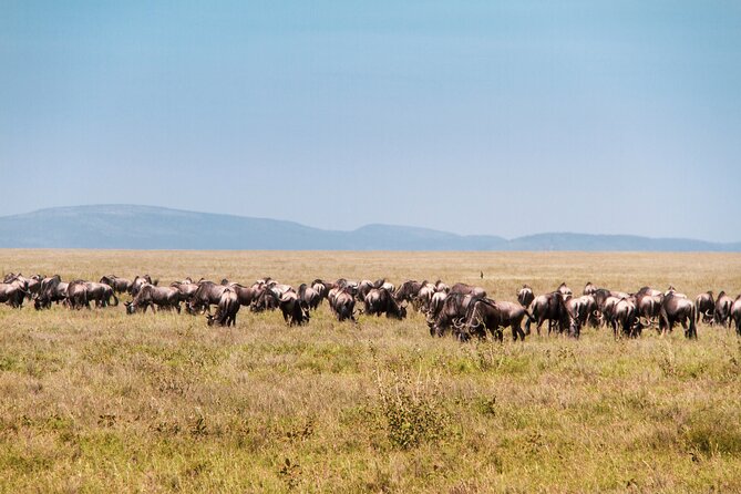 6 Days Private Tour to The Great Wildebeest Migration Calving Season - Itinerary Details