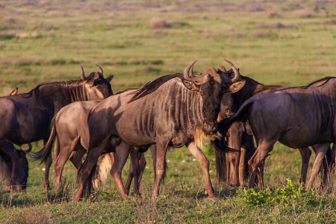6 Days Private Tour to The Great Wildebeest Migration Calving Season - Booking Information