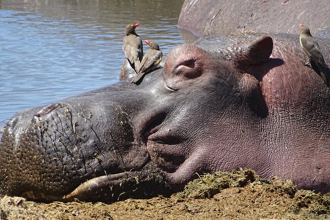 6 Days Private Tour to The Great Wildebeest Migration Calving Season - Frequently Asked Questions