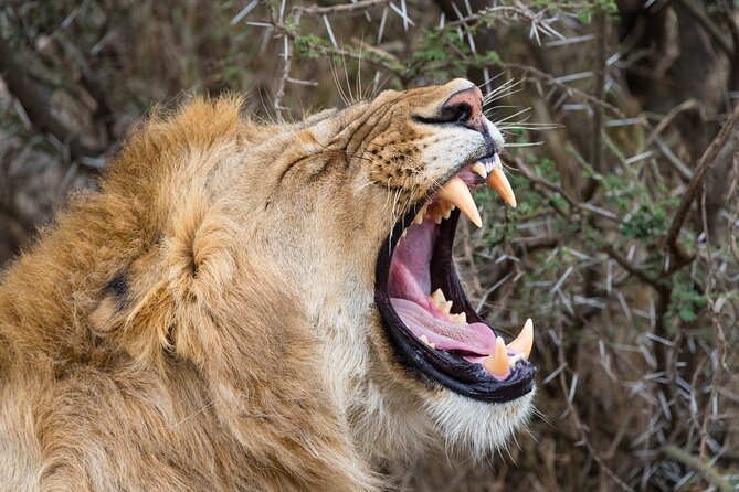 6 Days Private Tour to The Great Wildebeest Migration Calving Season - The Sum Up