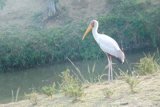 6 Days Safari to Lake Nakuru, Maasai Mara, Lake Naivasha and Amboseli - Itinerary Overview