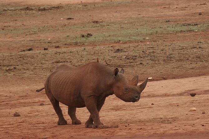 6 Days Safari Tour in Amboseli, Tsavo West and Tsavo East - Frequently Asked Questions