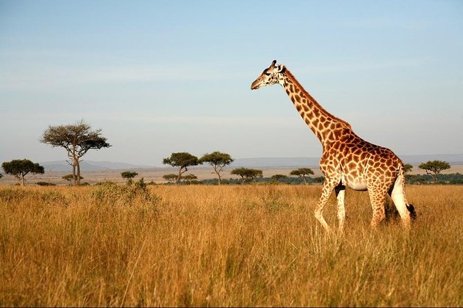 6 Days Safari - Visit; Masai Mara, Lake Nakuru & Amboseli - Amboseli National Park Adventure