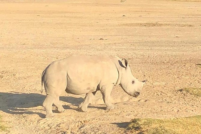 6 Days Safari - Visit; Masai Mara, Lake Nakuru & Amboseli - Frequently Asked Questions